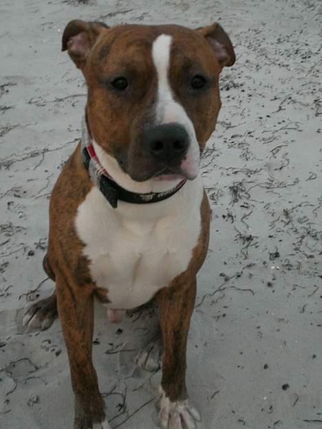 Blanding af racer Milo billede 8