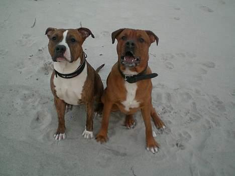 Blanding af racer Milo - Milo og Kenzo " Se hvor fint vi kan sidde"  billede 10