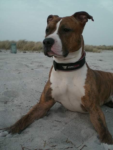 Blanding af racer Milo - Er MEGET stolt Moar ! billede 11