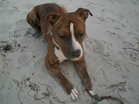 Blanding af racer Milo billede 12