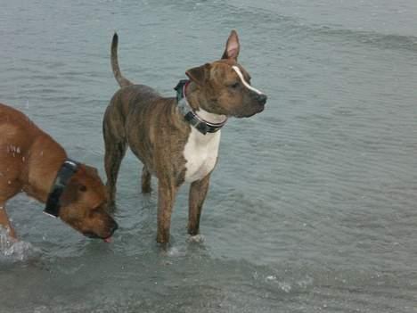 Blanding af racer Milo - Kaldte du ? billede 13