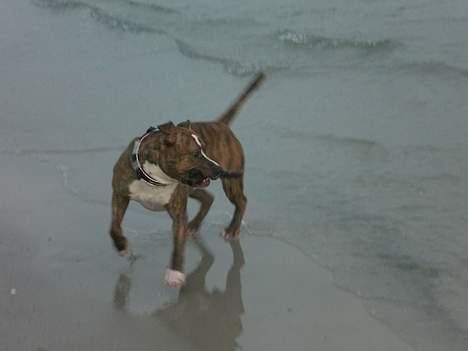 Blanding af racer Milo - Se min pind Se min pind ! billede 14