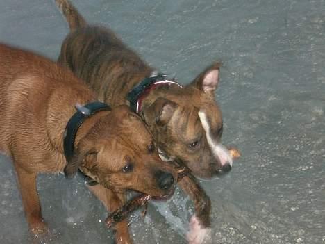 Blanding af racer Milo - Kom Kenzo Vi viser min Moar den :D billede 15