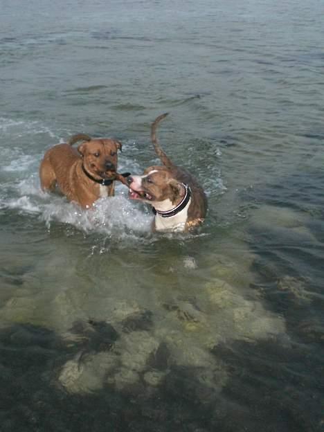 Blanding af racer Milo billede 16