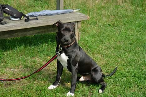 Amerikansk staffordshire terrier Miglo billede 1