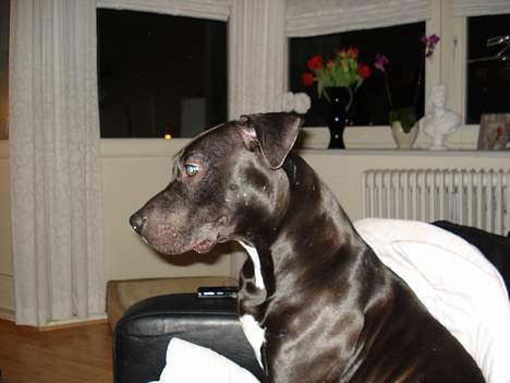 Amerikansk staffordshire terrier Miglo billede 2