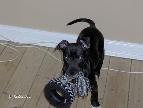 Amerikansk staffordshire terrier Miglo billede 3