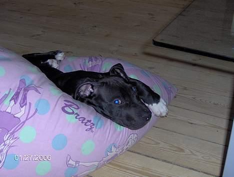 Amerikansk staffordshire terrier Miglo billede 4