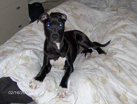 Amerikansk staffordshire terrier Miglo - Jeg kan godt li at bruge mit øre som hat. billede 5