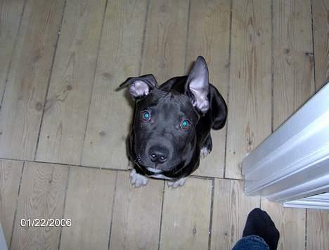 Amerikansk staffordshire terrier Miglo billede 6