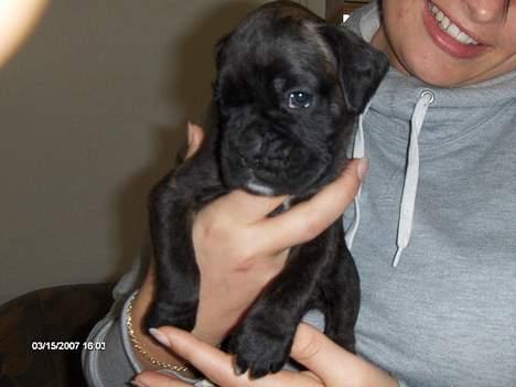 Boxer Ozzie - Ser jeg sød ud nu?! billede 1