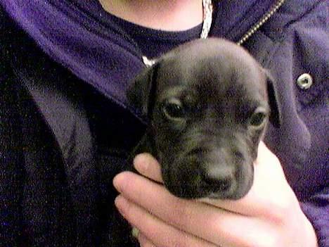 Amerikansk staffordshire terrier Miglo billede 7