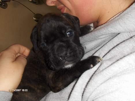 Boxer Ozzie - Det er jeg i hvert fald HER!! smiler billede 2