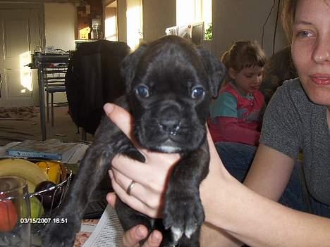Boxer Ozzie - Blir lige vist frem... :) billede 3