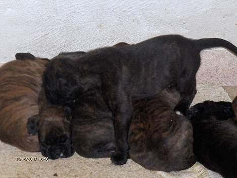 Boxer Ozzie - Her kan jeg vist godt lige være venner??! ;) billede 4
