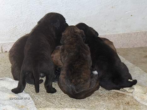 Boxer Ozzie - Gruppe hygge med alle mine søskende.. billede 5