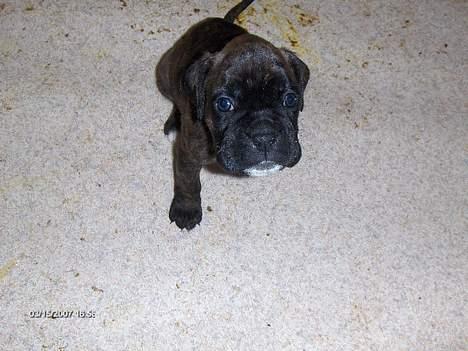 Boxer Ozzie - Skal lige se fin ud så mor kan tage billede billede 6