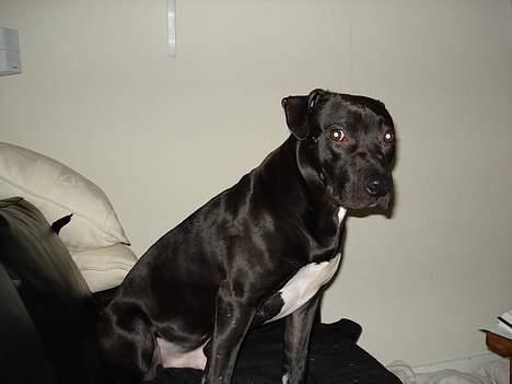 Amerikansk staffordshire terrier Miglo billede 8