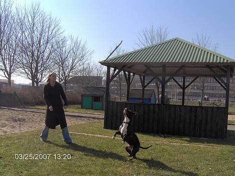 Amerikansk staffordshire terrier Cosmo - Nu vil jeg altså gerne ud at gå billede 3