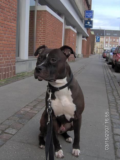 Amerikansk staffordshire terrier Cosmo - Var det derovre kameraet var billede 4