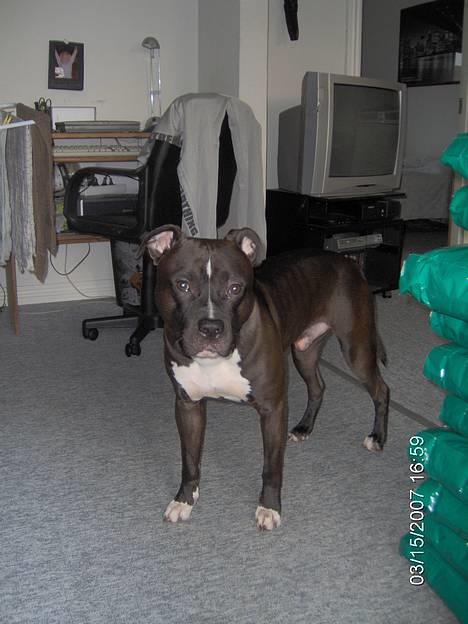 Amerikansk staffordshire terrier Cosmo billede 5