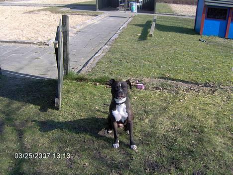 Amerikansk staffordshire terrier Cosmo billede 6