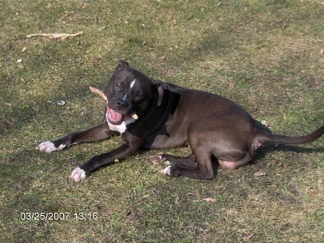 Amerikansk staffordshire terrier Cosmo - Sikke en god pind billede 7