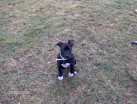 Amerikansk staffordshire terrier Miglo billede 9