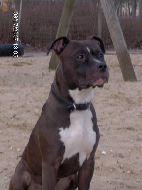 Amerikansk staffordshire terrier Cosmo billede 8