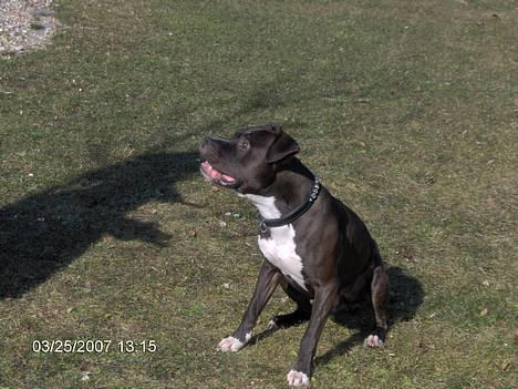 Amerikansk staffordshire terrier Cosmo - Mig og mor billede 9