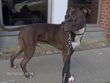 Amerikansk staffordshire terrier Cosmo - Hov, kom der nogen billede 10