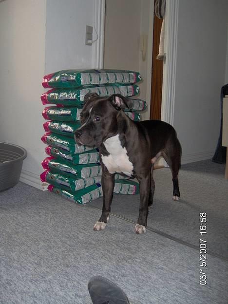 Amerikansk staffordshire terrier Cosmo billede 11