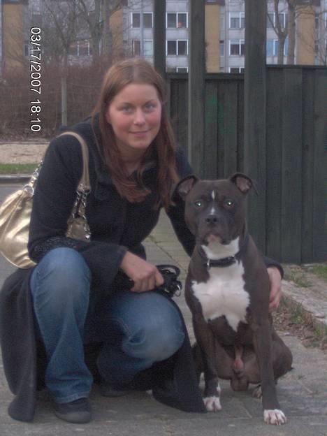 Amerikansk staffordshire terrier Cosmo billede 12