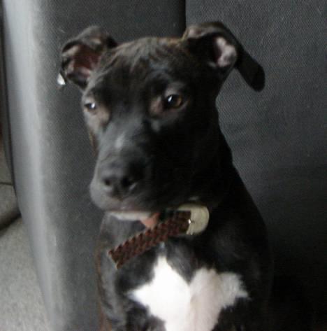 Amerikansk staffordshire terrier ASLAN billede 5