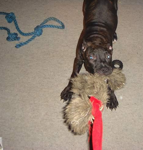 Amerikansk staffordshire terrier ASLAN billede 6