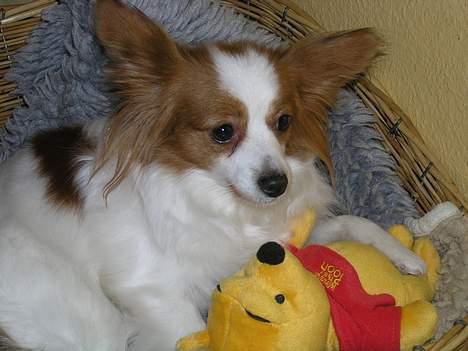 Papillon Fie billede 1