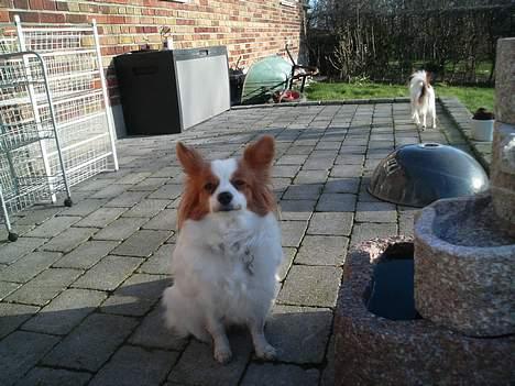 Papillon Fie billede 2