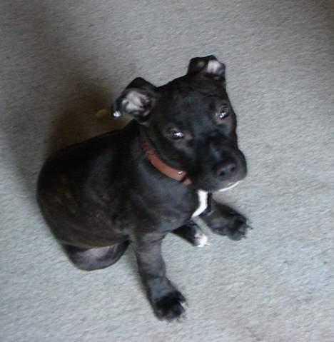 Amerikansk staffordshire terrier ASLAN billede 7