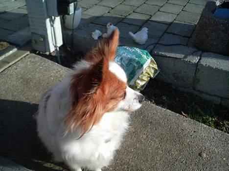 Papillon Fie billede 3