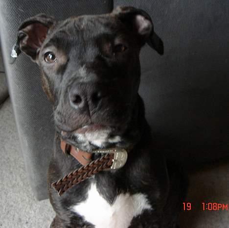 Amerikansk staffordshire terrier ASLAN billede 8