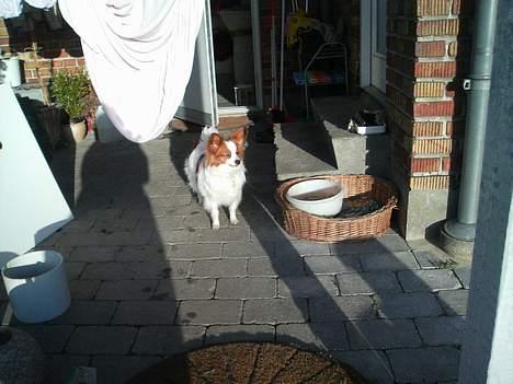 Papillon Fie billede 4