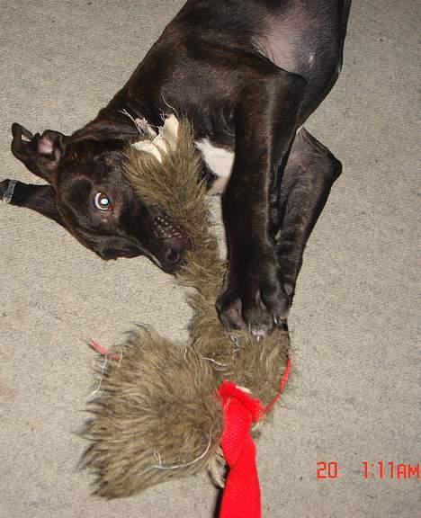 Amerikansk staffordshire terrier ASLAN billede 9