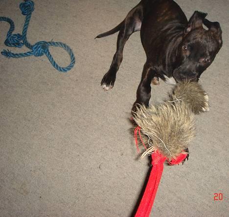 Amerikansk staffordshire terrier ASLAN billede 10