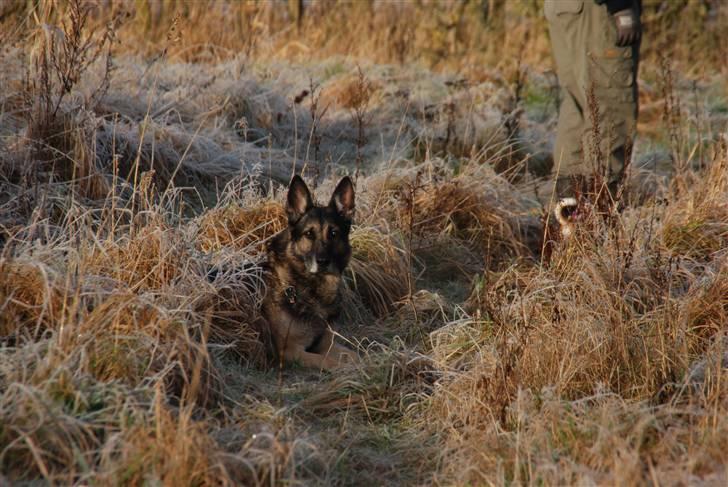 Schæferhund buller R.I.P. billede 9