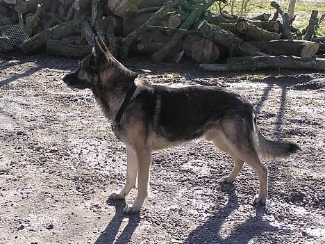 Schæferhund buller R.I.P. billede 10