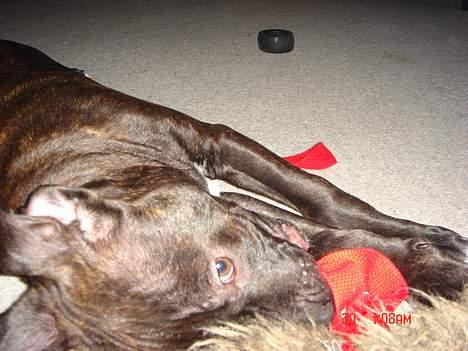 Amerikansk staffordshire terrier ASLAN billede 11