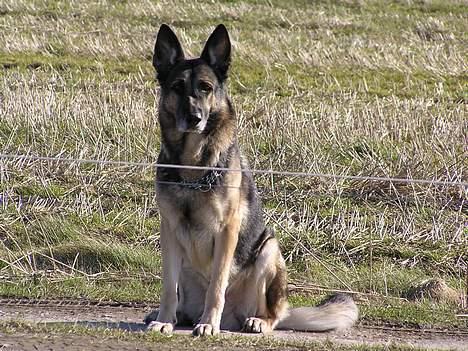 Schæferhund buller R.I.P. billede 11
