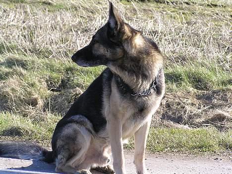 Schæferhund buller R.I.P. billede 12