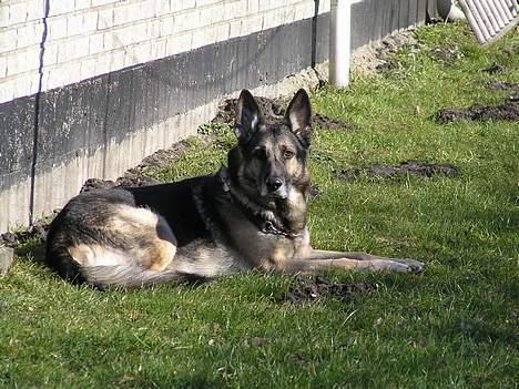 Schæferhund buller R.I.P. billede 13