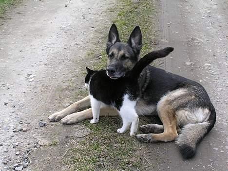Schæferhund buller R.I.P. billede 14